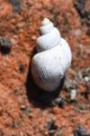 Galba truncatula