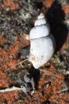 Galba truncatula