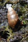 Merdigera obscura