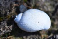 Physa fontinalis