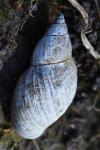 Stagnicola palustris