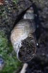 Stagnicola palustris