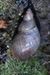 Stagnicola palustris