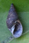Stagnicola palustris