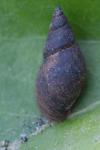 Stagnicola palustris