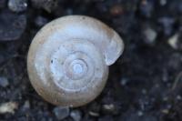 Oxychilus cellarius
