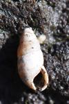 Cochlicopa lubrica