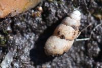 Cochlicopa lubrica
