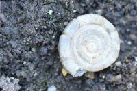 Anisus leucostoma