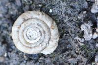 Anisus leucostoma