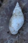Stagnicola palustris