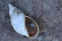Stagnicola palustris