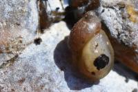 Succinea putris