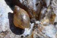 Succinea putris