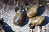 Succinea putris