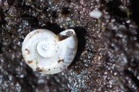 Valvata cristata