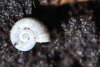 Valvata cristata