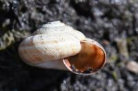 Cernuella aginnica
