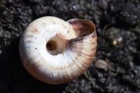 Cernuella aginnica