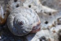 Cernuella aginnica