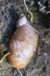 Oxyloma elegans
