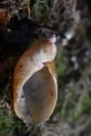 Oxyloma elegans