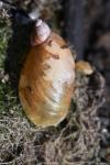 Oxyloma elegans