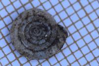 Anisus leucostoma