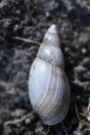 Aplexa hypnorum