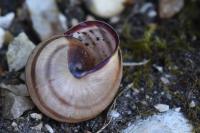 Cepaea nemoralis