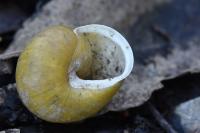 Cepaea hortensis