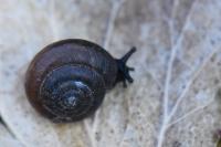 Zonitoides nitidus