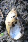 Succinea putris