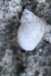 Peregriana labiata