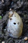 Succinea putris