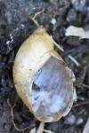 Succinea putris