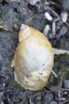 Succinea putris