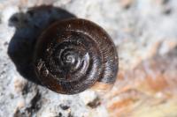 Zonitoides nitidus