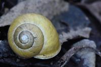 Cepaea hortensis