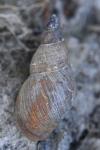 Stagnicola palustris