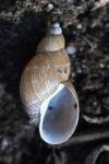 Stagnicola palustris