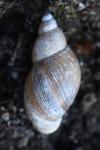 Stagnicola palustris