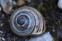 Cepaea nemoralis