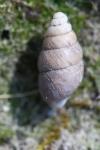 Merdigera obscura