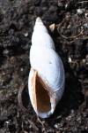 Aplexa hypnorum