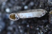 Anisus leucostoma