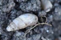 Cochlicopa lubrica