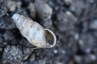 Cochlicopa lubrica