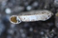 Anisus leucostoma