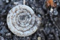 Anisus leucostoma